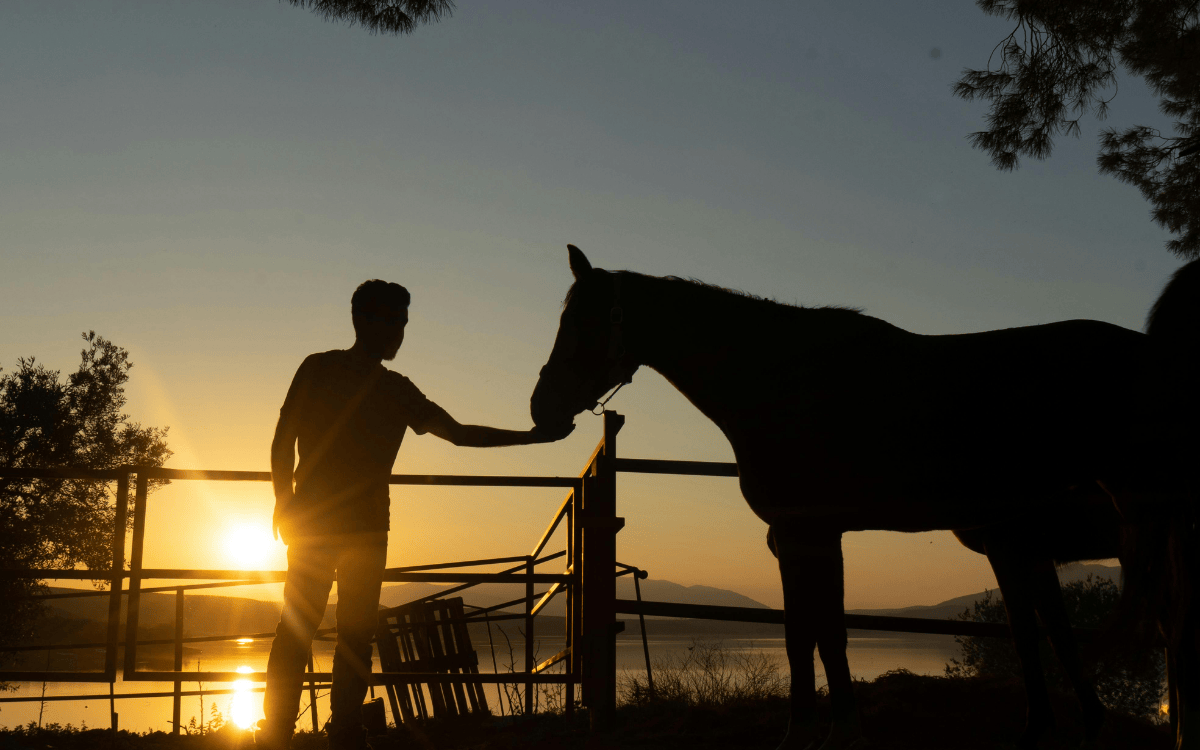 Spring Horse Property Care in New Mexico